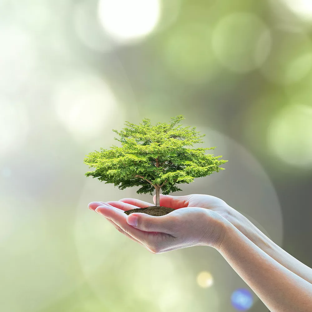 two hands holding a green tree with soil